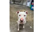 Adopt Rowan a Mixed Breed