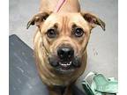 Adopt BUSTER a Boxer, Mixed Breed