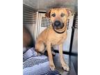 Adopt BENNY a Black Mouth Cur