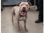 Adopt CANNOLI a Pit Bull Terrier, Mixed Breed