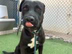 Adopt BRONZE a Labrador Retriever, Pit Bull Terrier