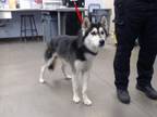 Adopt MUSTANG a Husky, Mixed Breed
