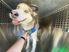 Adopt AJAX a Siberian Husky