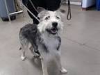 Adopt ERNIE a Irish Terrier, Mixed Breed