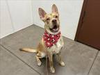 Adopt TARANTINO a Siberian Husky, Mixed Breed