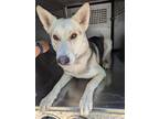 Adopt LEGOLAS a Siberian Husky, German Shepherd Dog