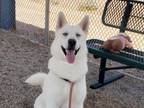 Adopt SHIRO a Siberian Husky