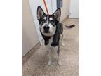 Adopt MONK a Siberian Husky