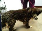 Adopt ROCCO a Australian Shepherd, Mixed Breed