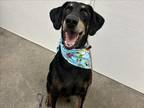 Adopt BRAWNY a Doberman Pinscher