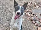 Adopt POSSUM a Border Collie