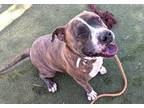 Adopt MILO a Pit Bull Terrier