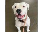 Adopt JR a Pit Bull Terrier