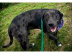 Adopt NUBI a Great Dane, Pit Bull Terrier