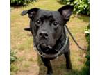 Adopt KODA a Pit Bull Terrier, Mixed Breed