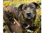 Adopt JUNIOR a Plott Hound, Border Collie