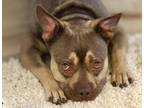 Adopt MAGEE* a Pit Bull Terrier, Mixed Breed
