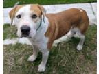 Adopt GLADWIN* a Pit Bull Terrier