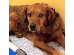 Adopt RIGATONI* a Chow Chow, Golden Retriever