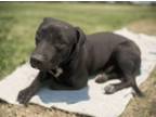 Adopt ROCKY a Labrador Retriever, Pit Bull Terrier