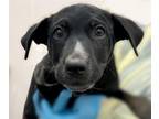 Adopt HOLMES* a Australian Cattle Dog / Blue Heeler, Rottweiler