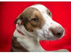 Adopt CLARK* a Pit Bull Terrier, Mixed Breed
