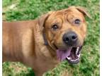 Adopt FENRIG* a Chow Chow, Mixed Breed