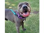 Adopt LUCKY* a Pit Bull Terrier