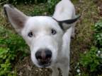 Adopt SNOW a Husky, Mixed Breed
