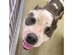 Adopt RALIS* a Pit Bull Terrier