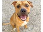 Adopt BRAVE* a American Staffordshire Terrier