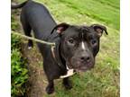 Adopt RADIATORI* a Pit Bull Terrier, American Staffordshire Terrier