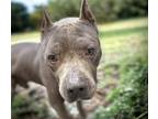 Adopt GREGOR* a Pit Bull Terrier