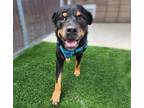 Adopt LUTHER* a Rottweiler, Mixed Breed