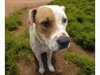 Adopt COLTON* a Pit Bull Terrier, Mixed Breed