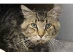 Adopt SHADOW* a Domestic Short Hair