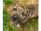 Adopt HERMES* a Pit Bull Terrier, Mixed Breed