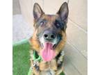 Adopt SIR* a German Shepherd Dog