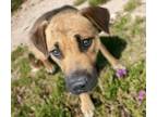 Adopt MARVEL* a Pit Bull Terrier, Mixed Breed