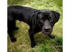 Adopt GOOBER a Cane Corso