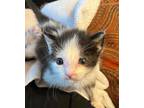 Adopt MANGO a Domestic Short Hair