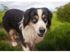 Adopt JUNIPER* a Australian Shepherd