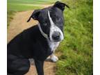 Adopt DENNYS* a Pit Bull Terrier, Mixed Breed