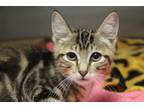 Adopt PATRIOT* a Domestic Short Hair