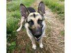 Adopt ATLAS* a German Shepherd Dog