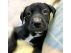 Adopt WATSON* a Australian Cattle Dog / Blue Heeler, Rottweiler