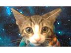 Adopt HALO a Domestic Short Hair