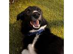Adopt Magic a Border Collie