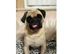 Adopt Lollipop a Pug