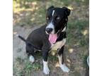 Adopt JACKSON a Pit Bull Terrier